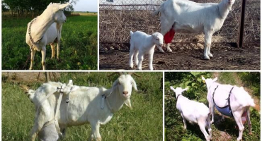 Pravidla šití kozí podprsenky udělej si sám a k čemu tento doplněk slouží